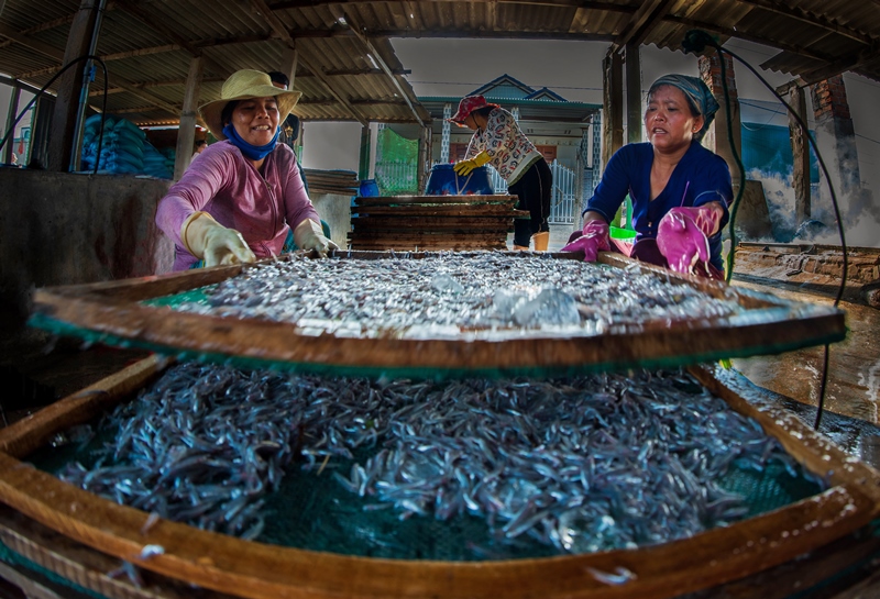 139. Nhộn nhịp làng nghề hấp cá ở Ninh Thuận – Nguyễn Ngọc Cường