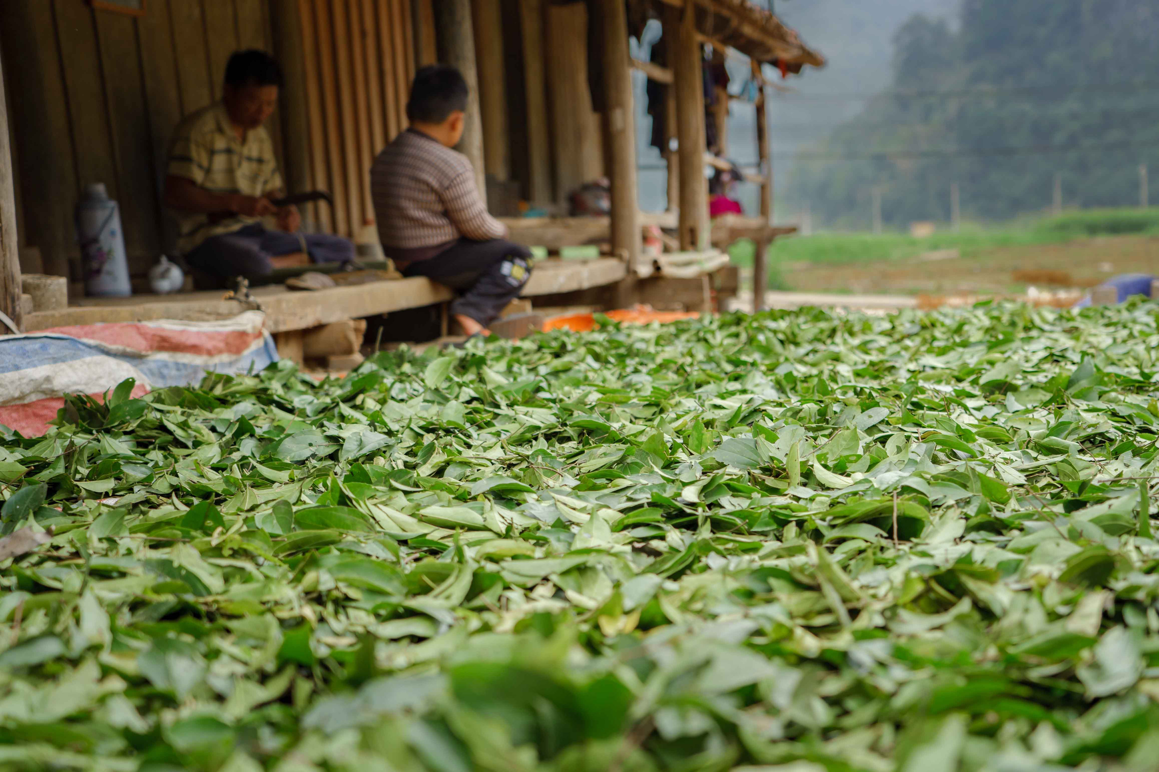 103.Làng hương Phja Thắp – Lương Anh Tuấn