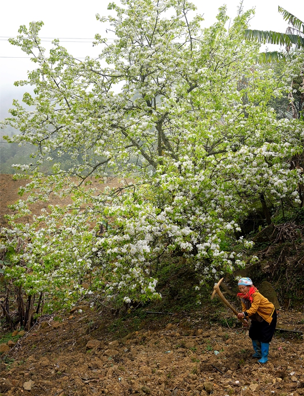 125. Sắc màu vùng cao – Võ Văn Hoàng
