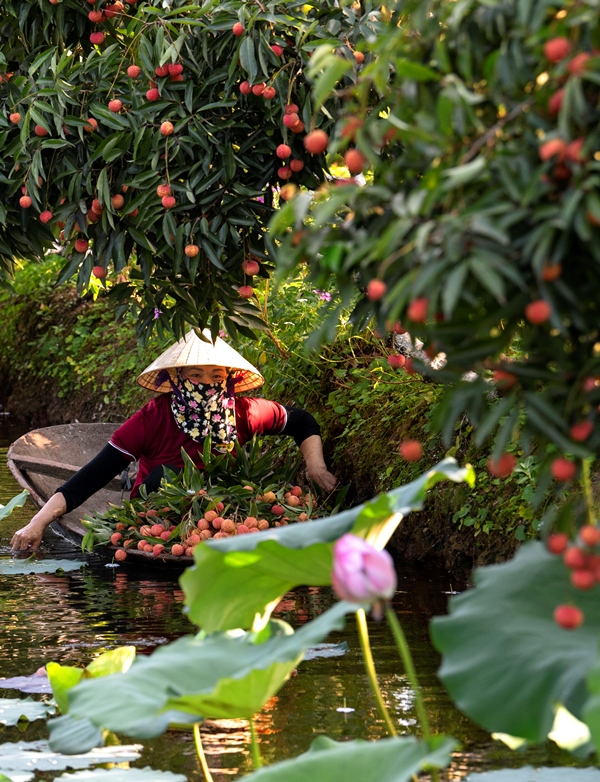 137. Mùa trái chín – Bùi Quốc Sỹ