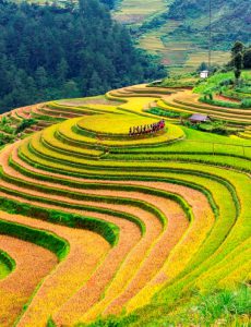 139. Mâm xôi mùa vàng – Nguyễn Thị Thúy Hằng