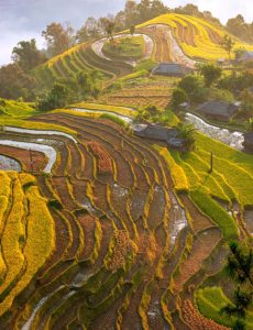 141. Bản Phùng buổi sớm – Nguyễn Thị Thúy Hằng