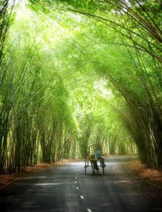 142. Con đường tre xanh – Nguyễn Thị Thúy Hằng