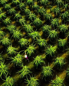 154. Nắng vùng đồi – Vũ Mạnh Cường