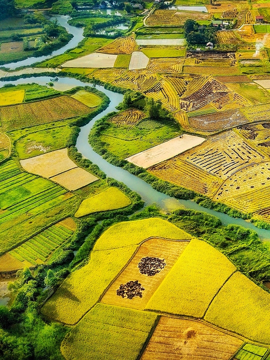 156. Mùa vàng Bắc Sơn – Vũ Mạnh Cường