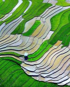 160. Bức họa đồng quê – Vũ Mạnh Cường