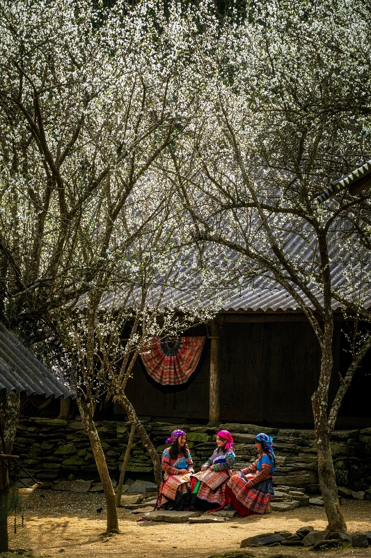 161. Hoa mận – Lê Việt Khánh