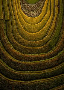 172. Ruộng bậc thang – Lê Việt Khánh