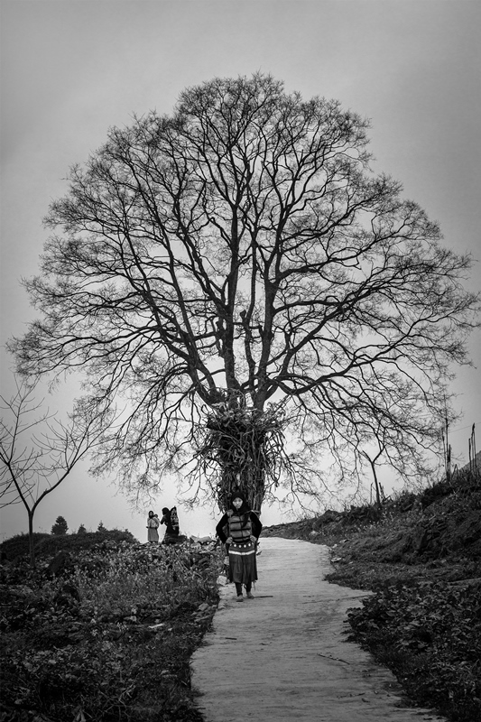 177. Gánh cây – Lê Việt Khánh