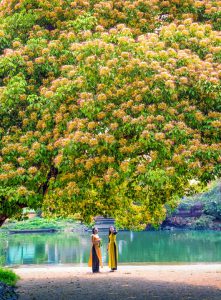 199. Mùa hoa bún trên quê hương Đại tướng Võ Nguyên Giáp – Nguyễn Hải