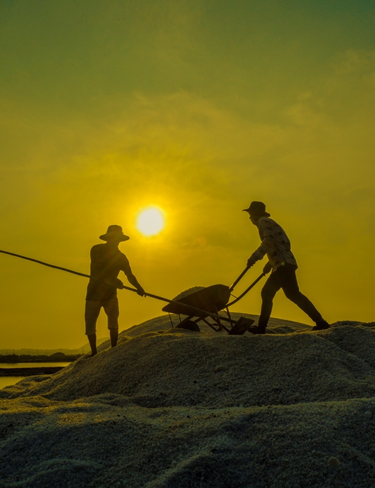 204. Thu hoạch muối sớm – Nguyễn Quốc Huy