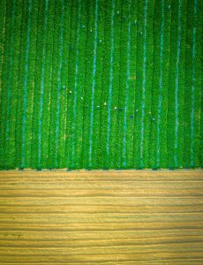 208. Mùa dưa hấu Quảng Ngãi – Alex Cao