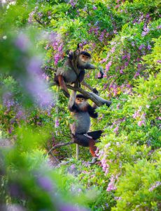 225. Sơn Trà Một Mùa Hoa – Trần Minh Trí