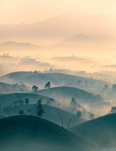 227. Đồi chè Long Cốc – Nguyễn Tấn Tuấn