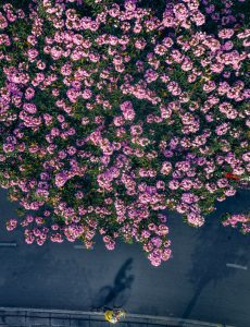 236. Đi ngang mùa kèn hồng – Nguyễn Tấn Tuấn