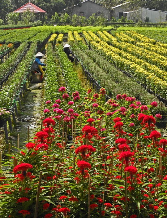 248. Hoa Tết – Vũ Thị Uyên Phương