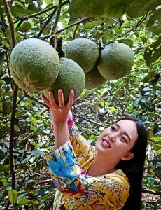 251. Mùa bưởi – Vũ Thị Uyên Phương