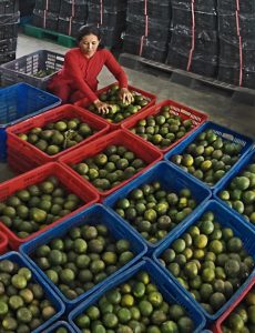 277. Mùa cam – Phạm Minh Giảng