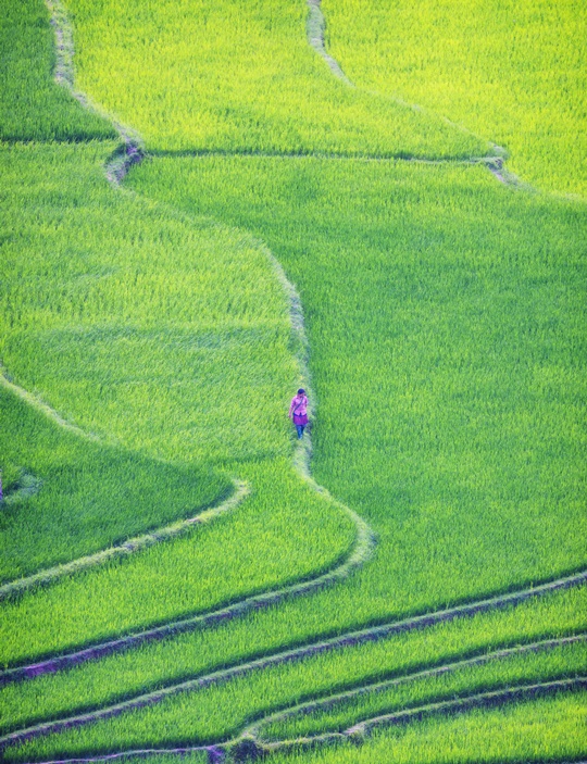 294. Thăm đồng – Đỗ Bá Hưng