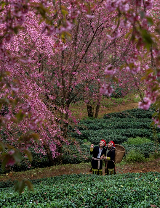 309. Mùa hoa tớ dày ở Sa Pa – Vũ Lâm