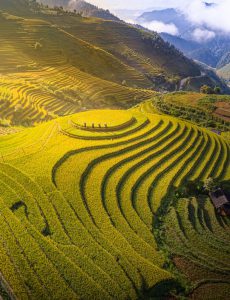 409. Bức tranh mùa vàng – Kiều Nguyên Hiền Triết