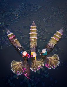 411. Thu hoạch hoa súng mùa nước nổi – Kiều Nguyên Hiền Triết