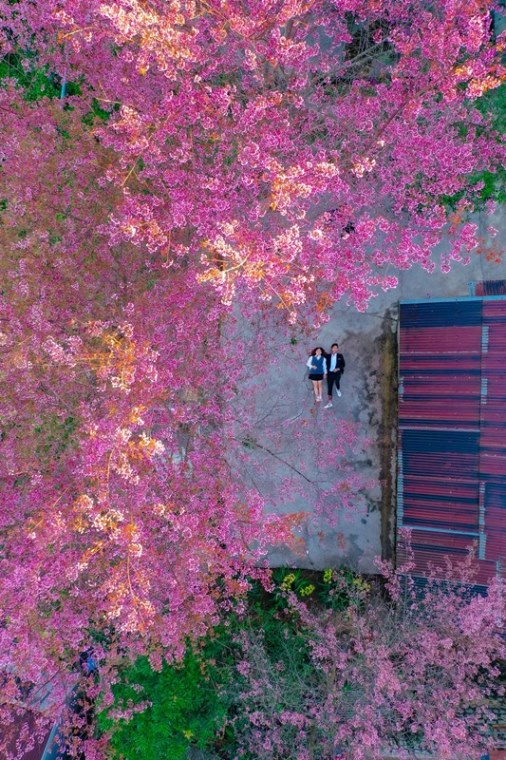 417. Khung Trời Anh Đào – Đặng Hoài Anh