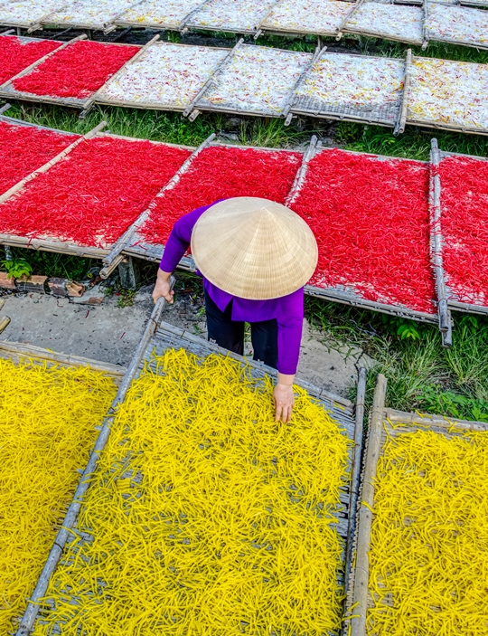 443. Phơi bột khoai – Nguyễn Thị Tuyết Giang