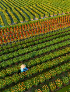 445.Chăm hoa Tết – Nguyễn Ngọc Cường