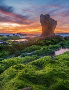 448. Mùa rêu – Nguyễn Ngọc Cường