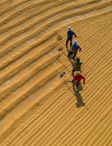 450. Phơi lúa – Nguyễn Ngọc Cường