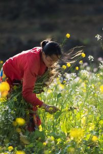 459. Gió heo may – Nguyễn Sơn Tùng