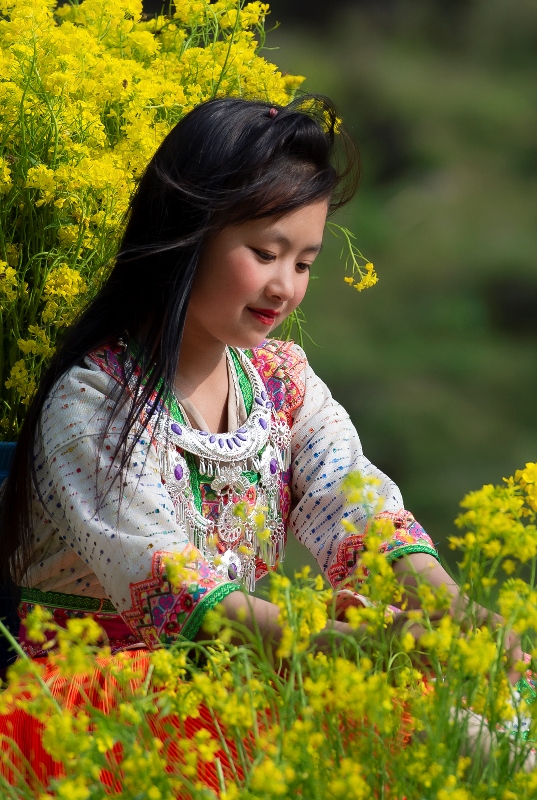 472. Mùa hoa cải – Nguyễn Sơn Tùng