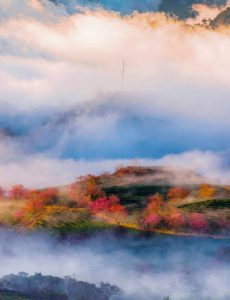 499. Một sớm Ô Long – Vũ Lâm