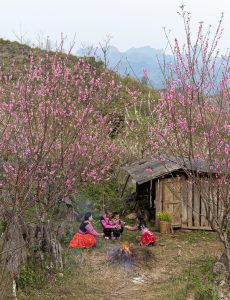 519. Sắc Xuân – Chim Oanh