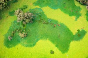 Trà Sư – Rừng tràm xanh mát