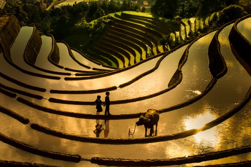 133. Hoàng Hôn lộng lẫy trên ruộng bậc thang Mù Cang Chải mùa nước đổ – Nguyễn Thị Chiều Xuân