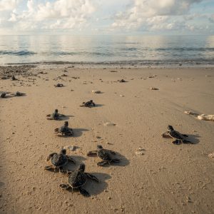 122.Bảo tồn rùa biển Côn Đảo – Nguyễn Ngọc Thiện