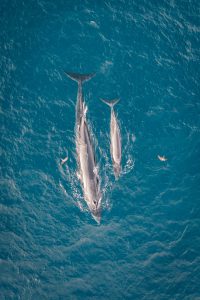 168. Cá voi ở biển Đề Gi – Nguyễn Ngọc Thiện