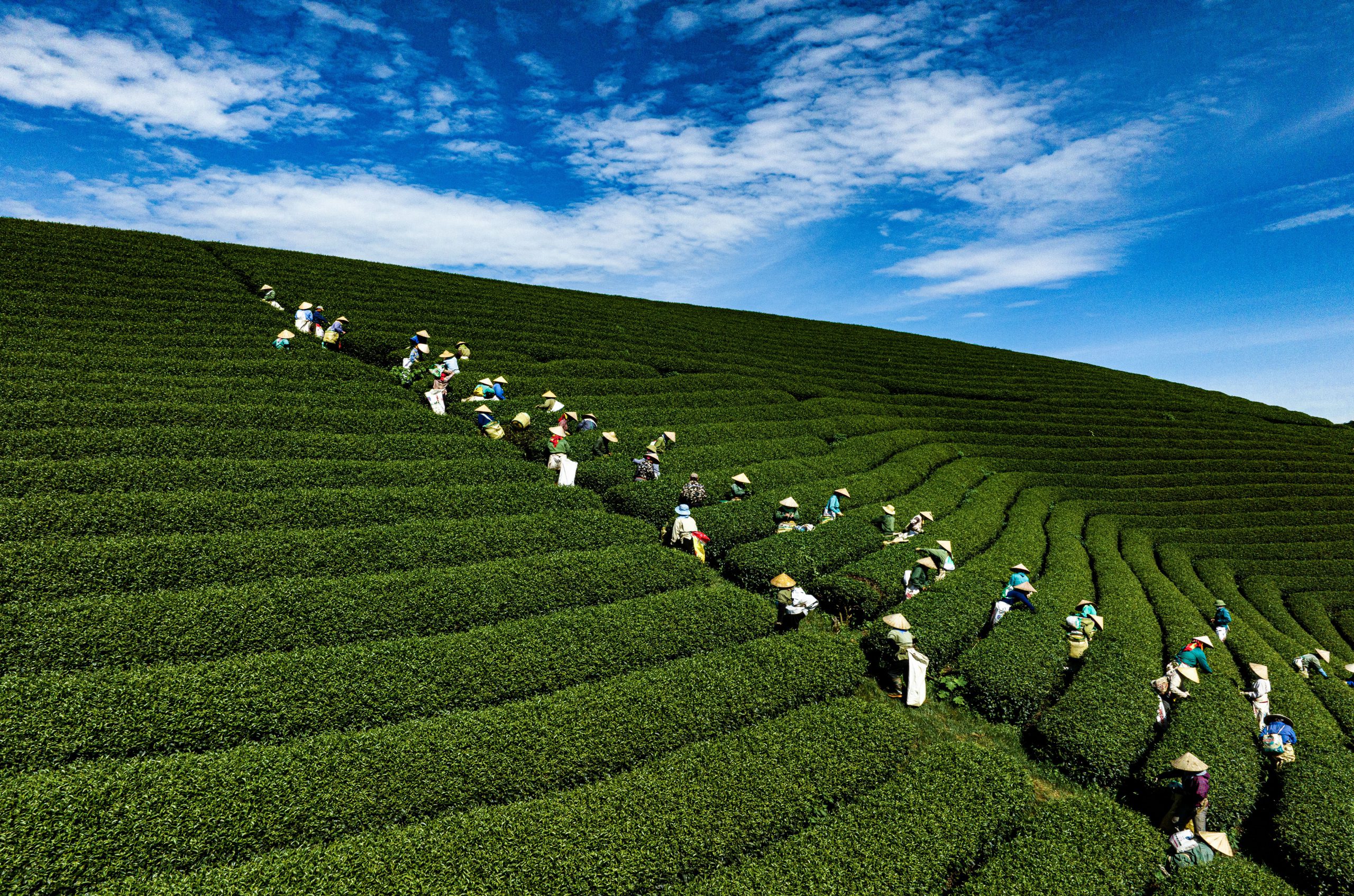 128.NGÀY MỚI TRÊN NƯƠNG CHÈ – Vũ Lâm