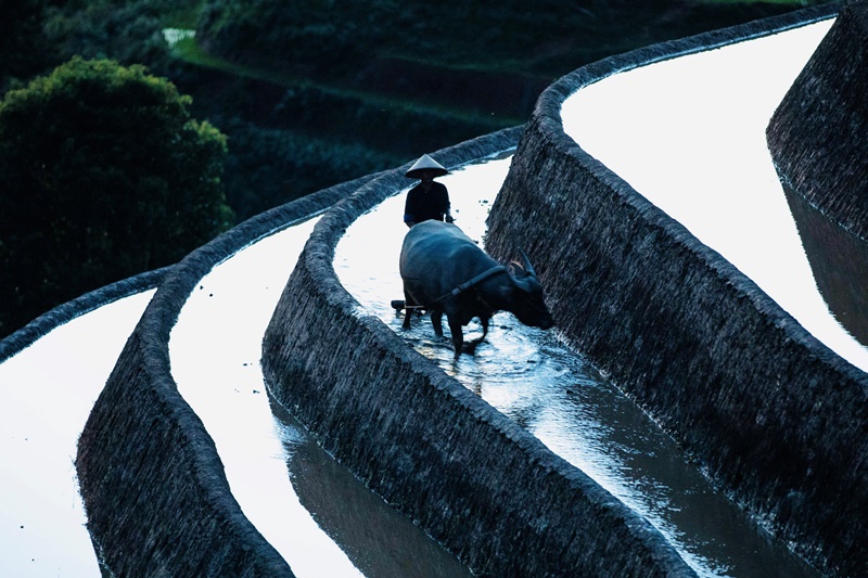 133. Hoàng Hôn lộng lẫy trên ruộng bậc thang Mù Cang Chải mùa nước đổ – Nguyễn Thị Chiều Xuân
