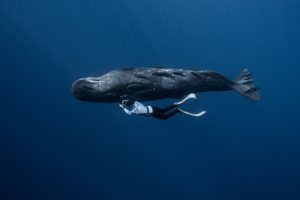 134. Hành trình đi tìm cá voi khổng lồ ở biển Đông Phi – Nguyễn Ngọc Thiện