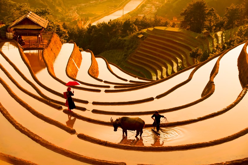 133. Hoàng Hôn lộng lẫy trên ruộng bậc thang Mù Cang Chải mùa nước đổ – Nguyễn Thị Chiều Xuân