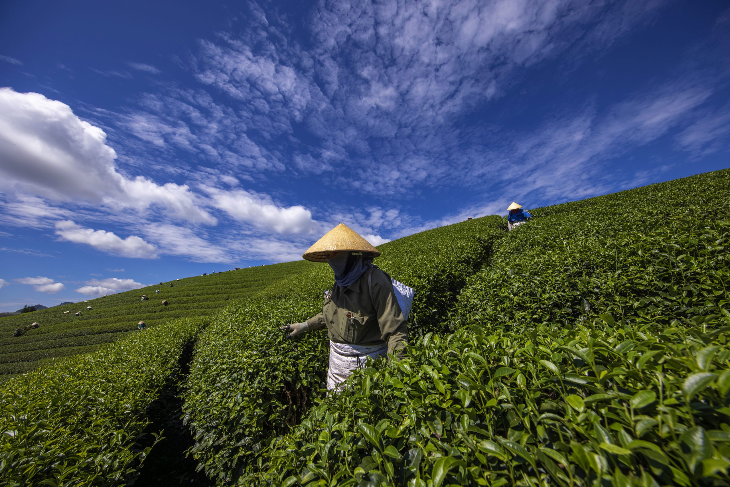 128.NGÀY MỚI TRÊN NƯƠNG CHÈ – Vũ Lâm