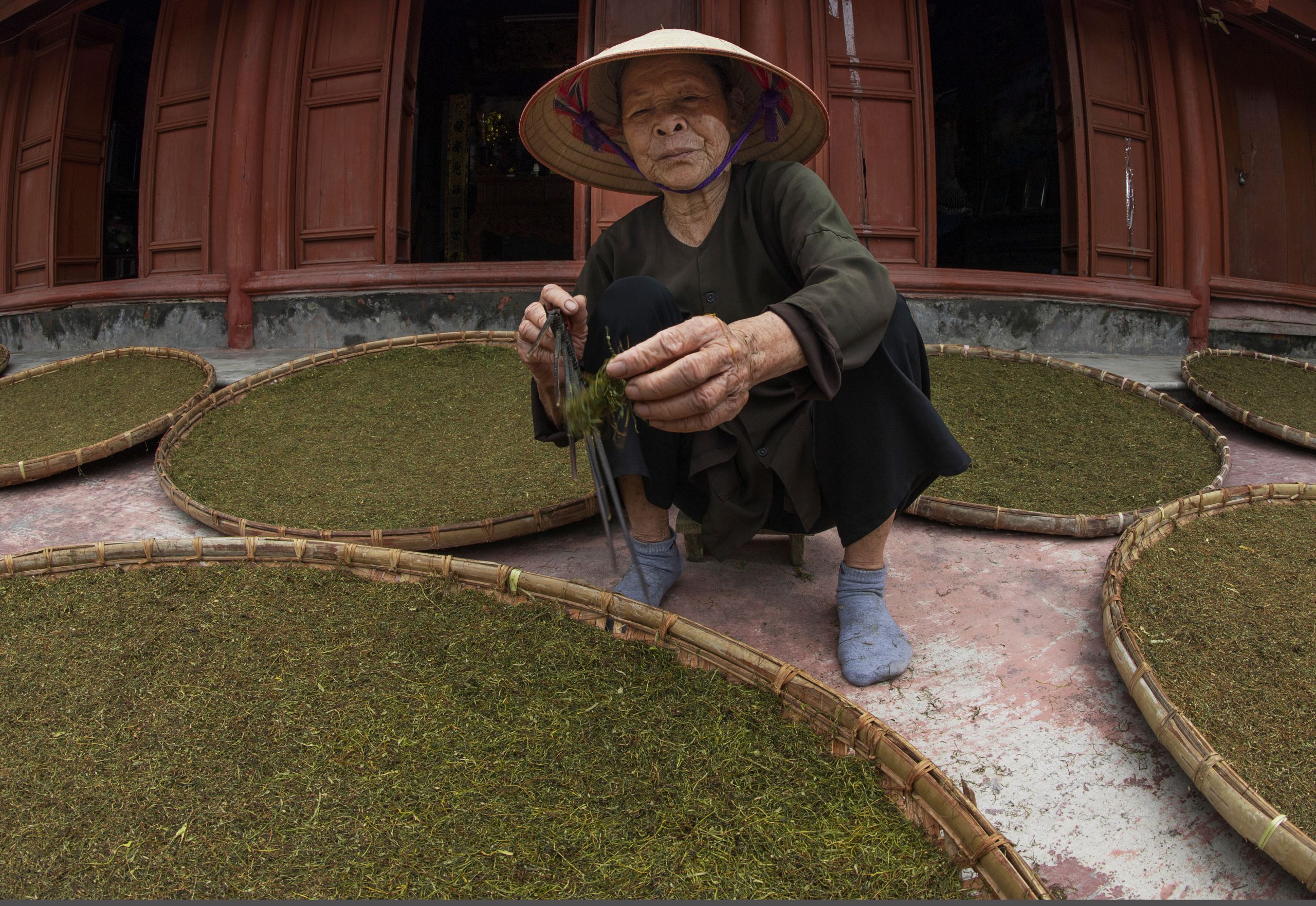 127.Nghề trồng cây thuốc lào – Vũ Lâm