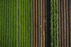 127.Nghề trồng cây thuốc lào – Vũ Lâm