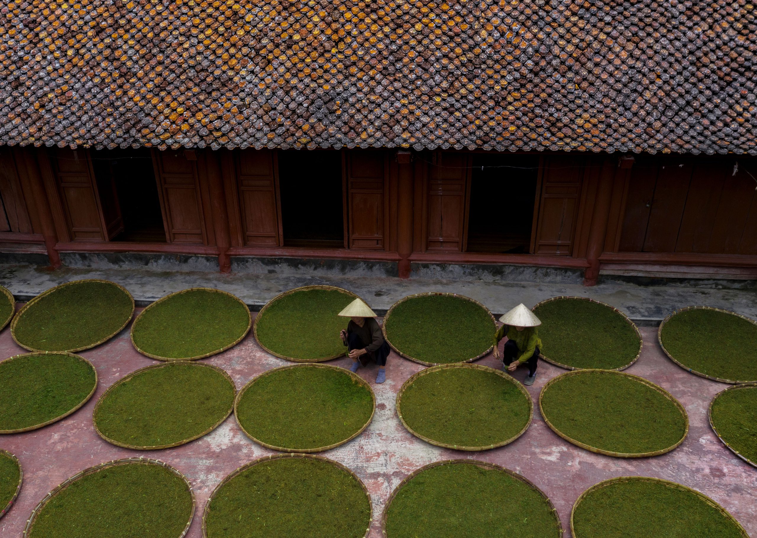 127.Nghề trồng cây thuốc lào – Vũ Lâm