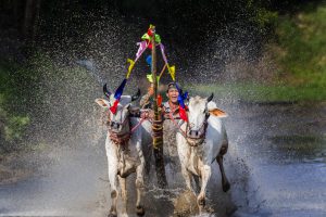 Lễ Hội Đua Bò – đặc trưng văn hóa đồng bào Khmer vùng Bảy Núi An Giang