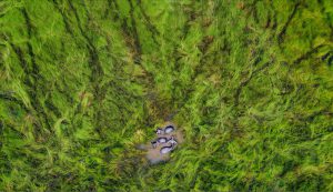 The buffalo grazing season