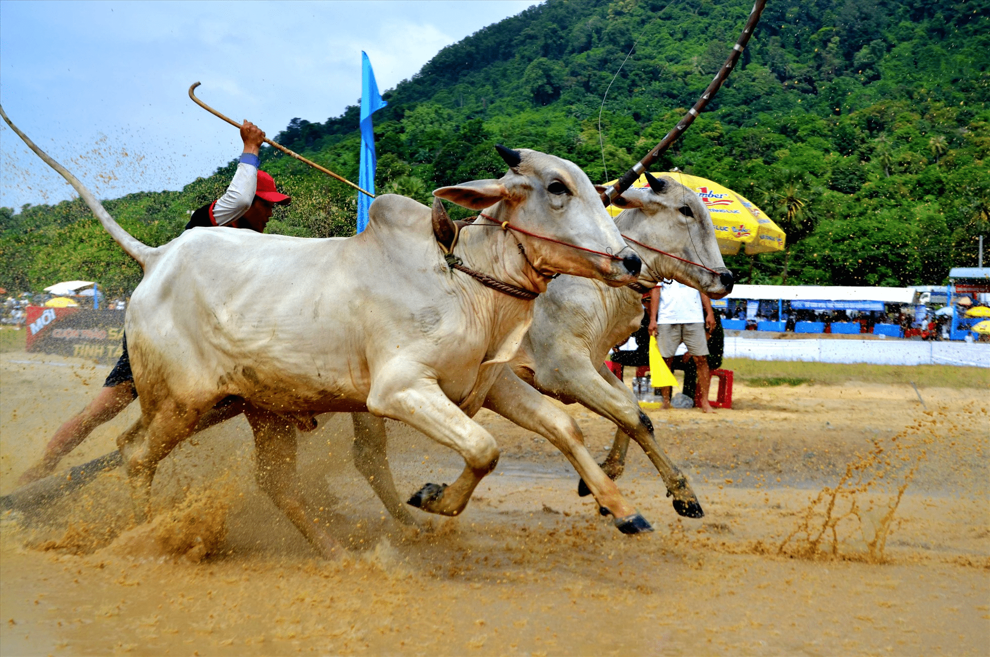 Lễ hội đua bò Bảy Núi là di sản văn hóa phi vật thể ở An Giang